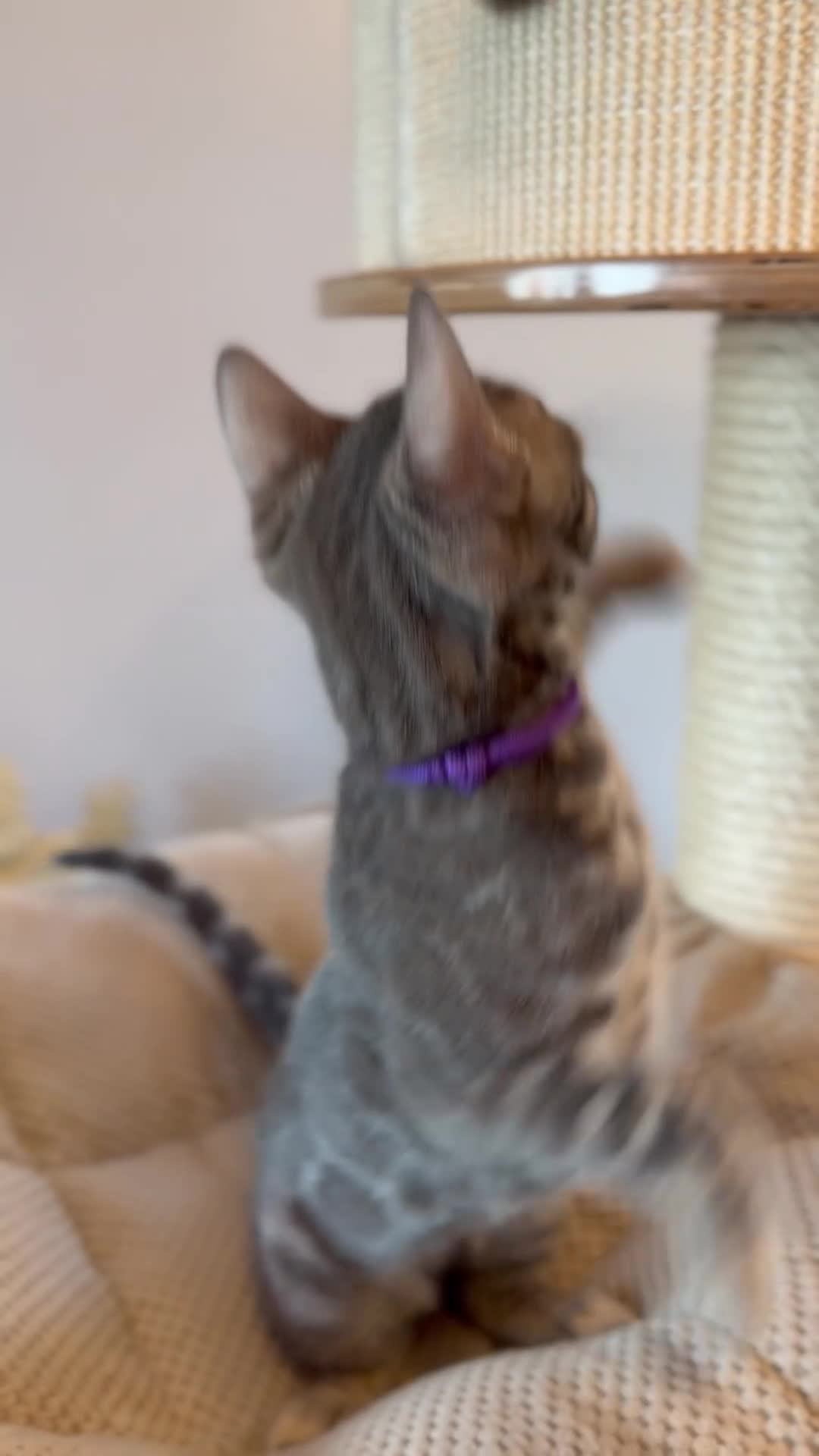 Bengal cats for sale: Exceptional Bengal Kittens Ready Now  - Video 2