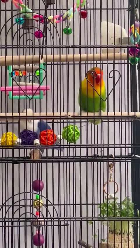 Lovebirds birds for sale: Breeding pair of lovebirds  - Video 2