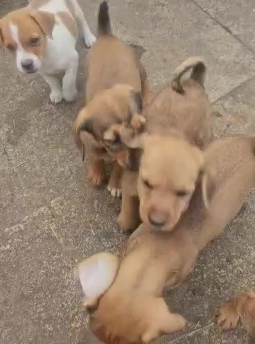 Mixed Breed dogs for sale: Border terrier X Jack Russell  - Video 1