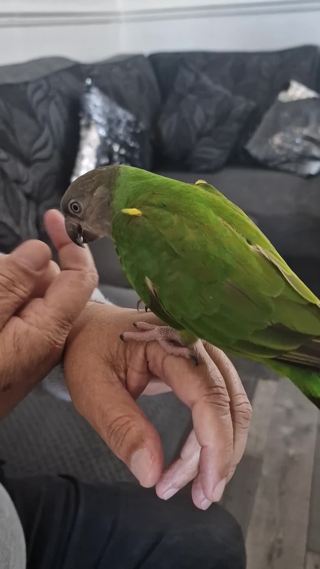 Budgerigars birds for sale: Senegal Parrot With Cage! - Video 1