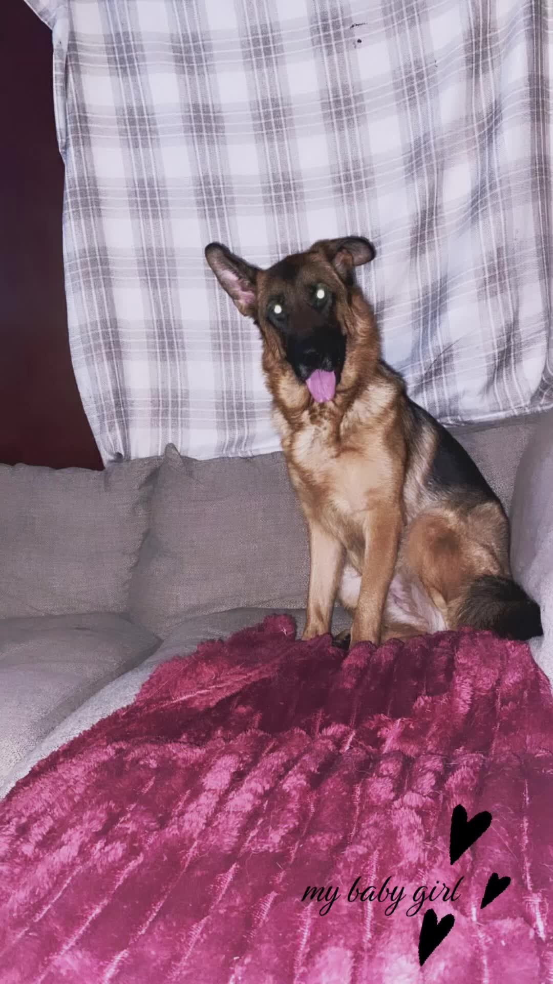 German Shepherd dogs for sale: HIGHprotection - performance ex police GSD  - Video 1