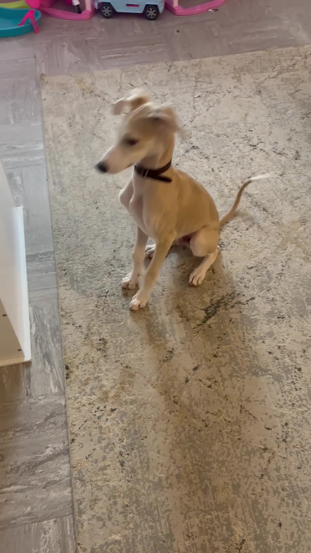 Mixed Breed dogs for sale: whippet Lurcher in Weston-super-Mare - Video 1