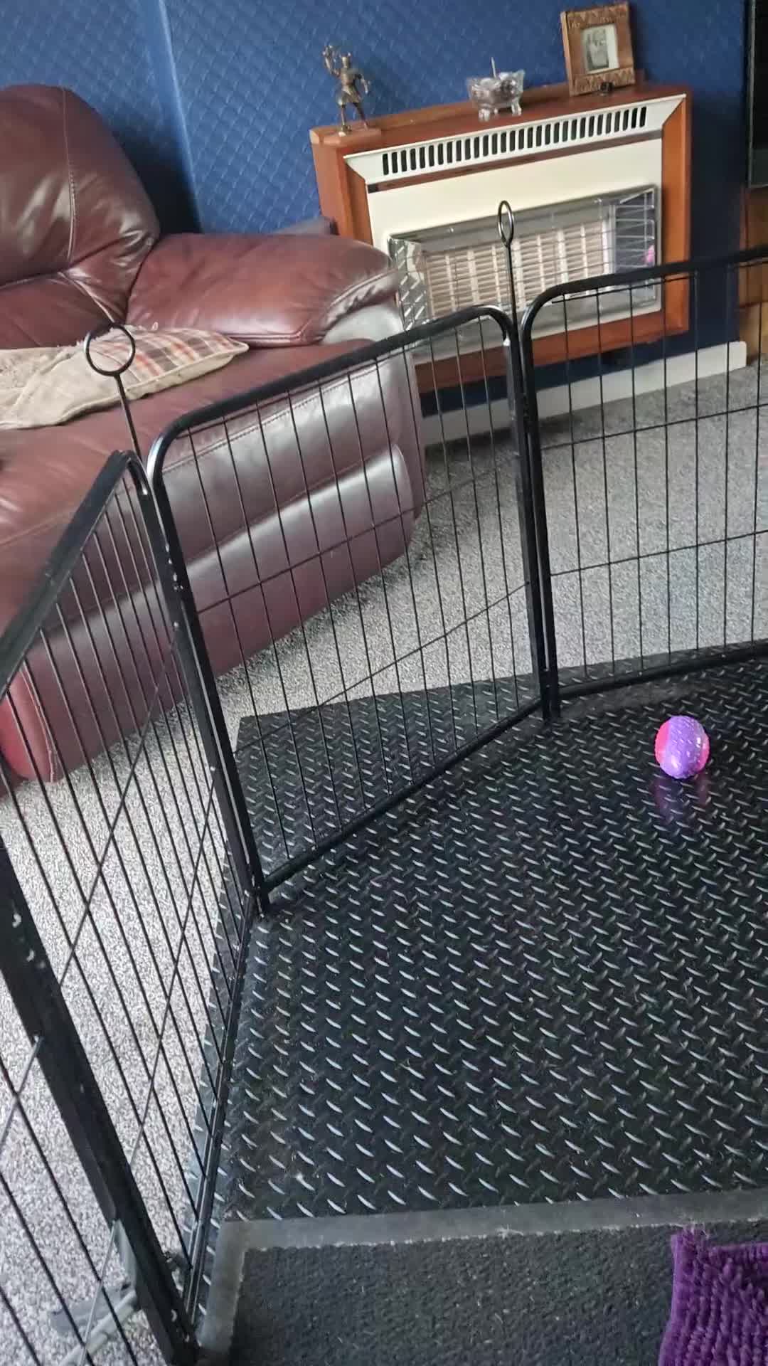 Dachshund dogs for sale: Dachshund pups first and only litter of both  - Video 1