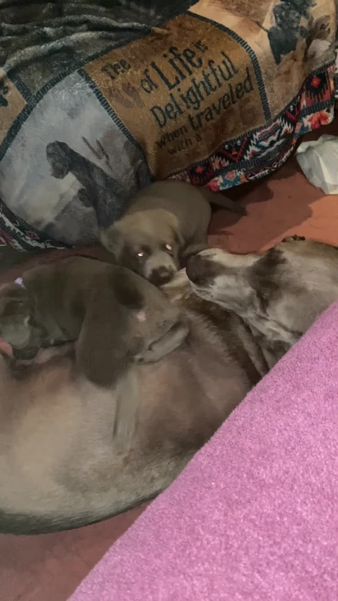 Labrador Retriever dogs for sale: 2 GIRL SILVER LABRADOR PUPPIES FOR SALE  - Video 1