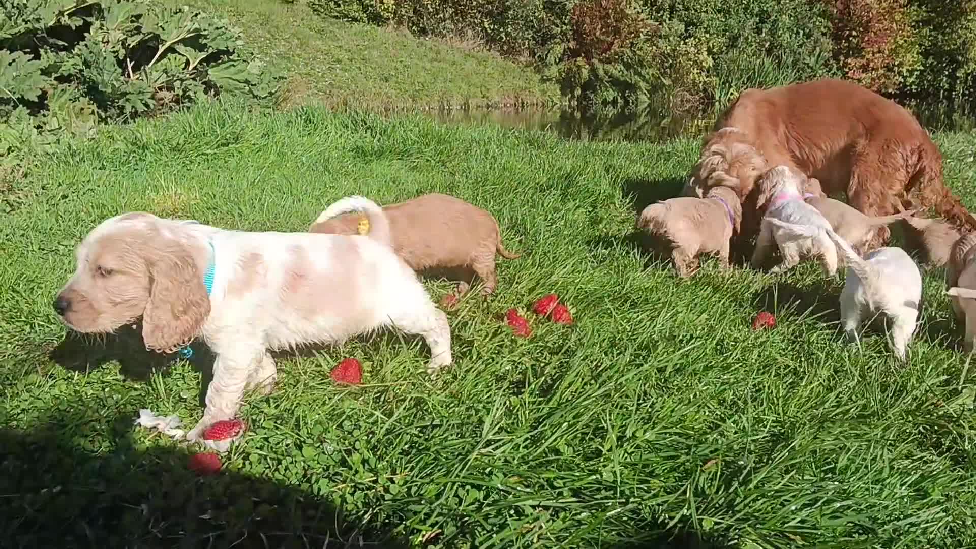 Cocker Spaniel dogs for sale: ❤️Adorable Quality Show Type Cocker Spaniels 🩵 - Video 1