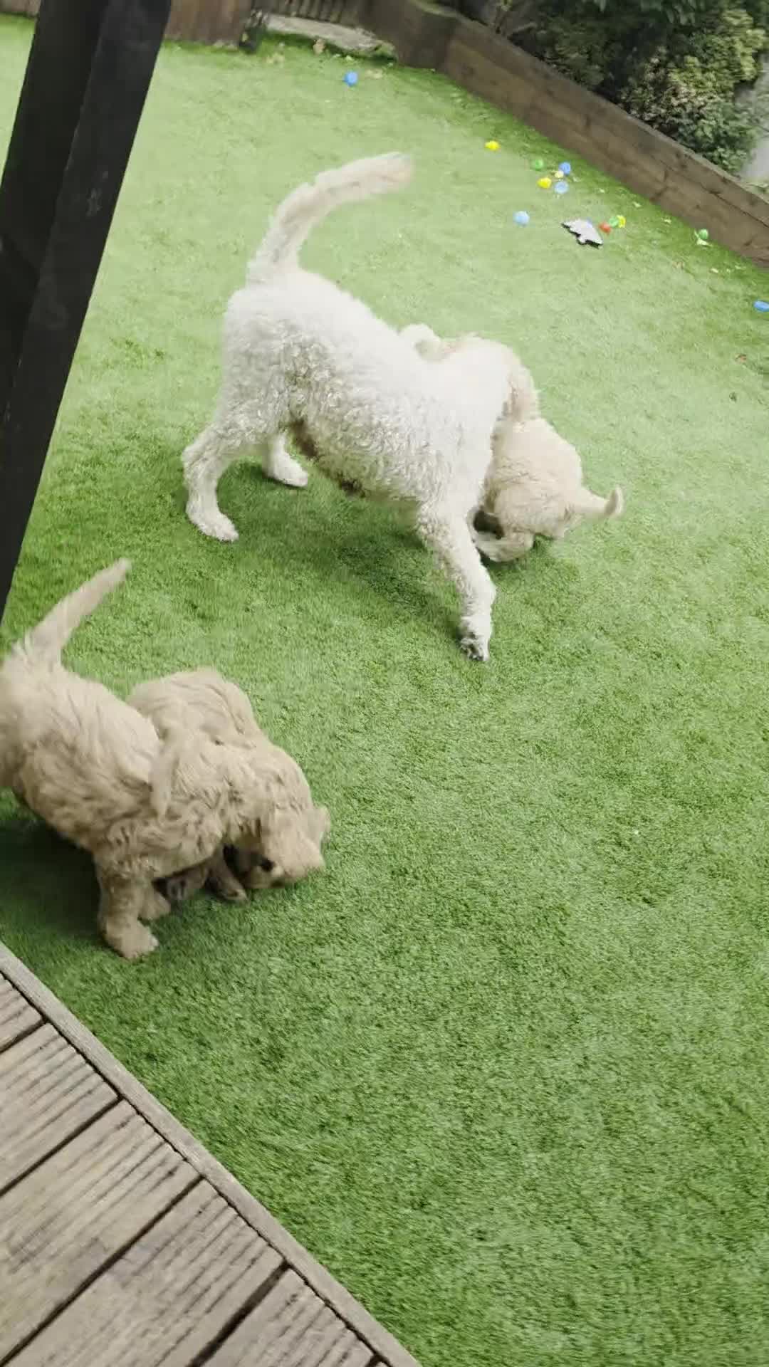 Goldendoodle dogs for sale: LAST girl left of Multigen.Goldendoodle Puppies!!! - Video 2