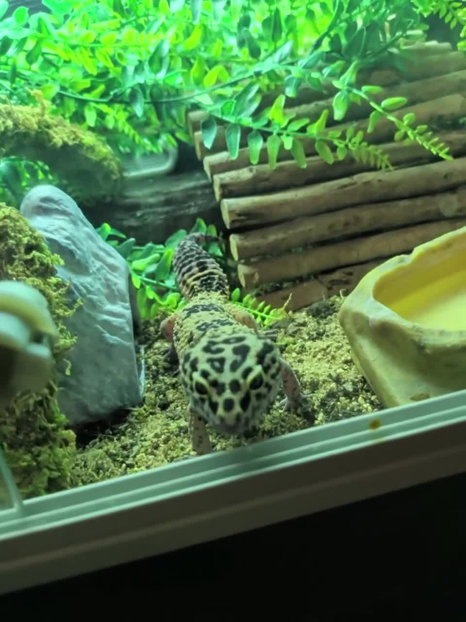 Leopard Gecko reptiles for sale: Little leopard gecko looking for a loving home in Sunderland - Video 1