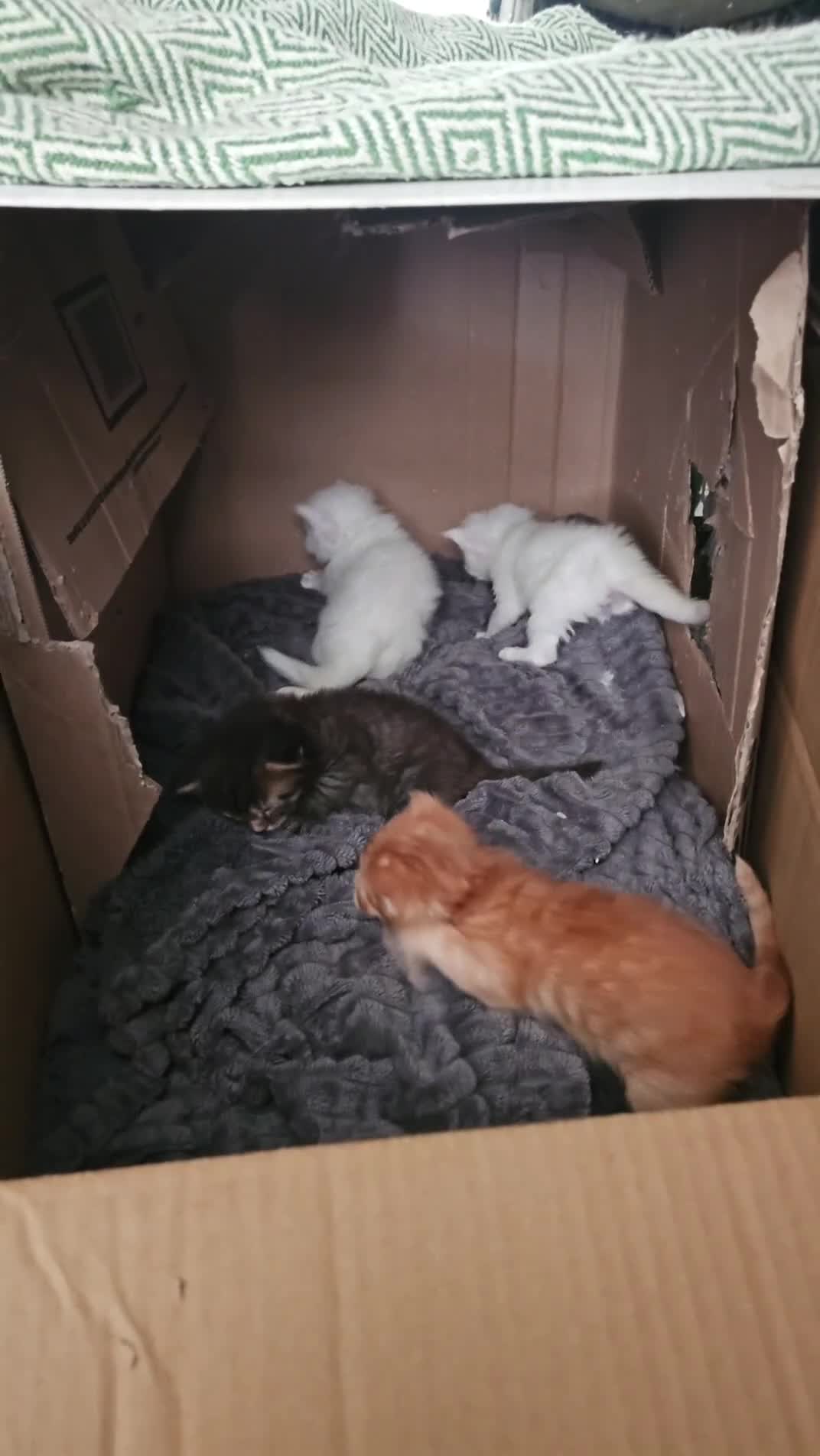 Mixed Breed cats for sale: Maine coon x kittens - Video 3