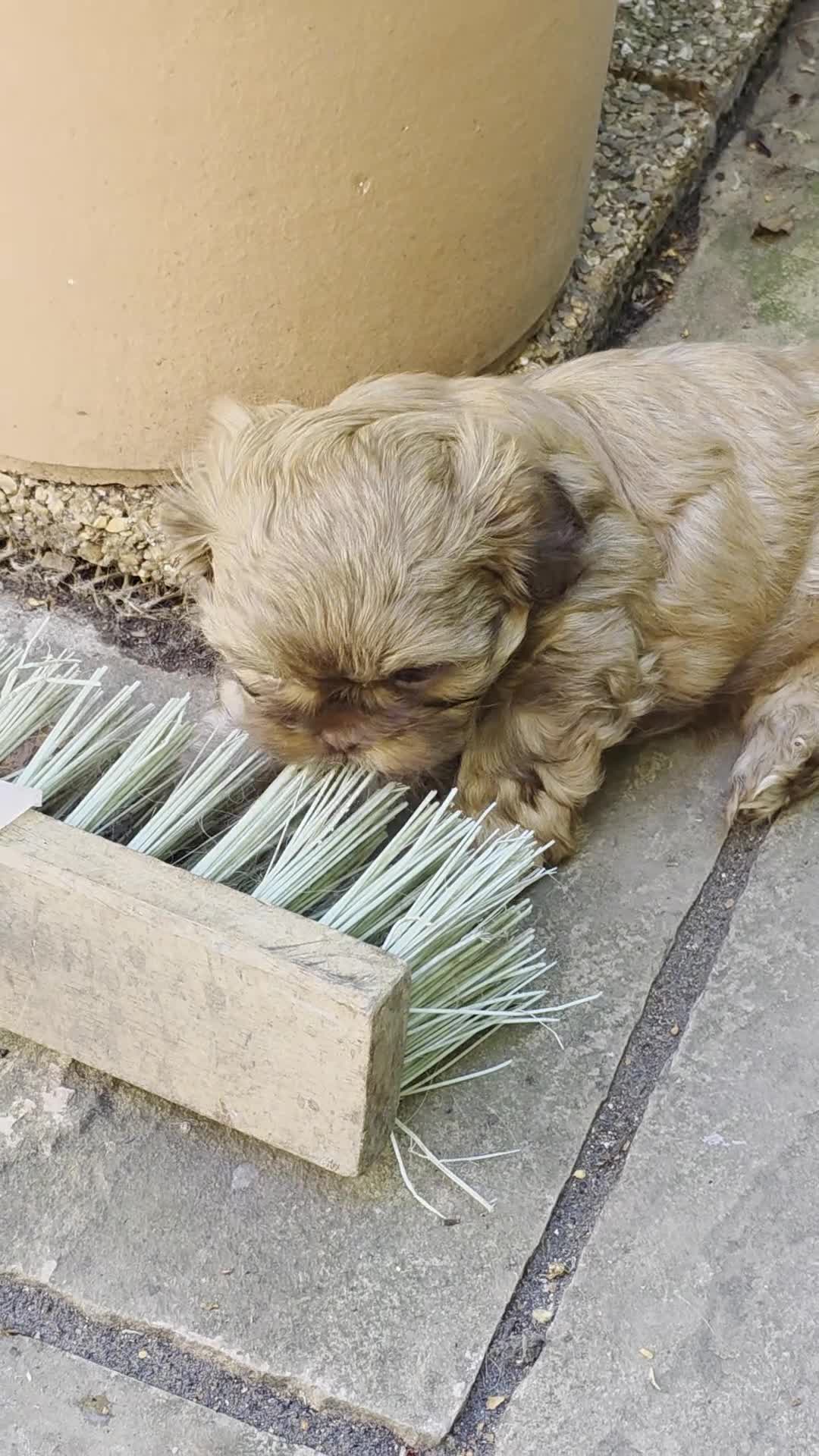 Shih Tzu dogs for sale: Stunning KC registered Imperial Shih Tzu puppies - Video 1