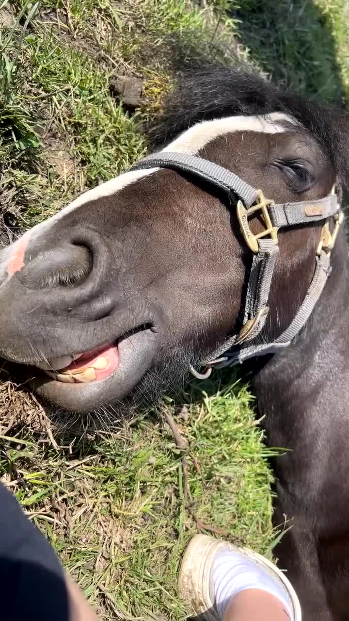Other Breed horses for sale: Lucky  in Accrington - Video 2