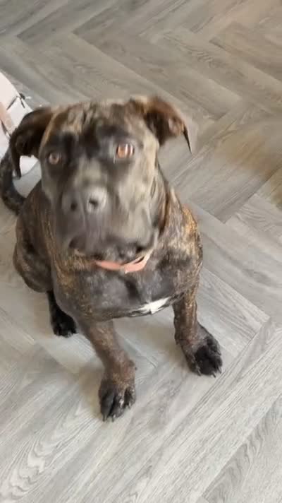 Cane Corso dogs for sale: Female Cane Corso - Video 2