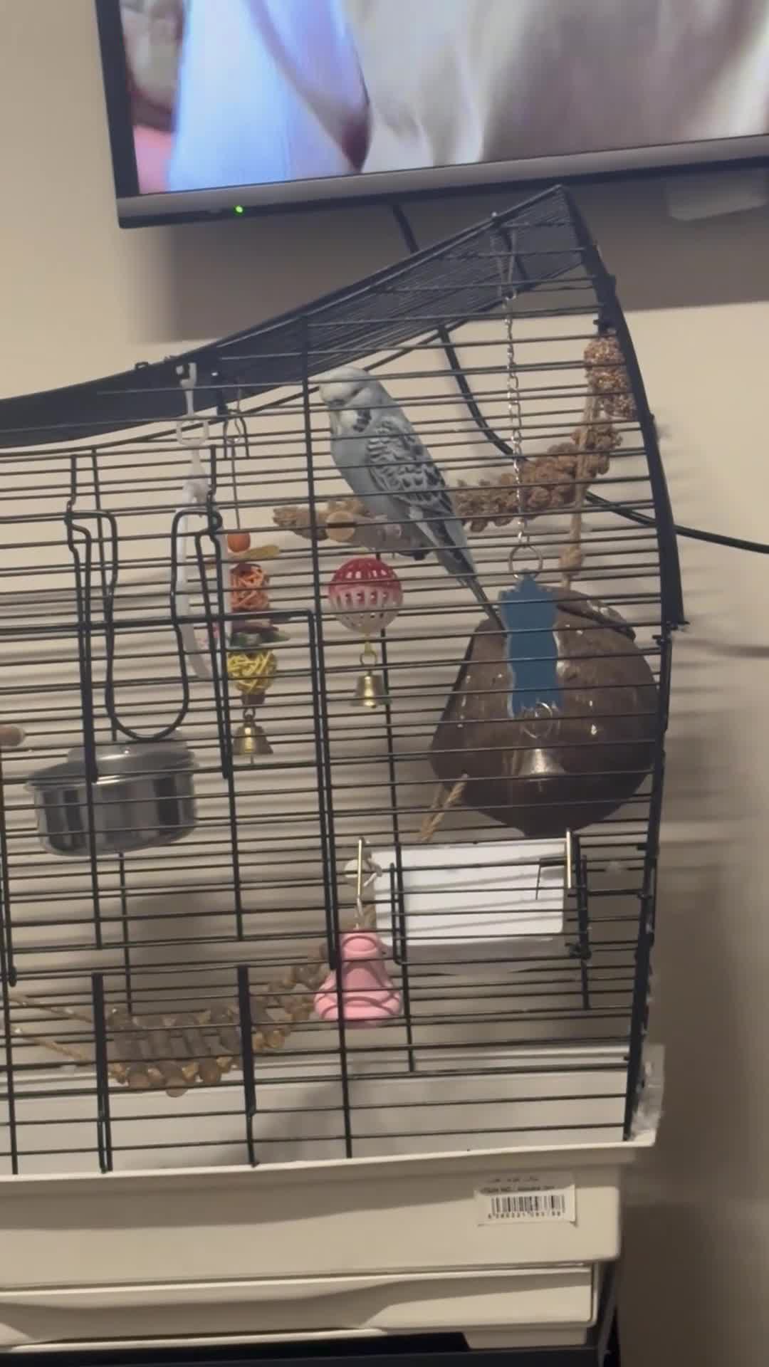 Budgerigars birds for sale: Budgie for adoption in Rochester - Video 1