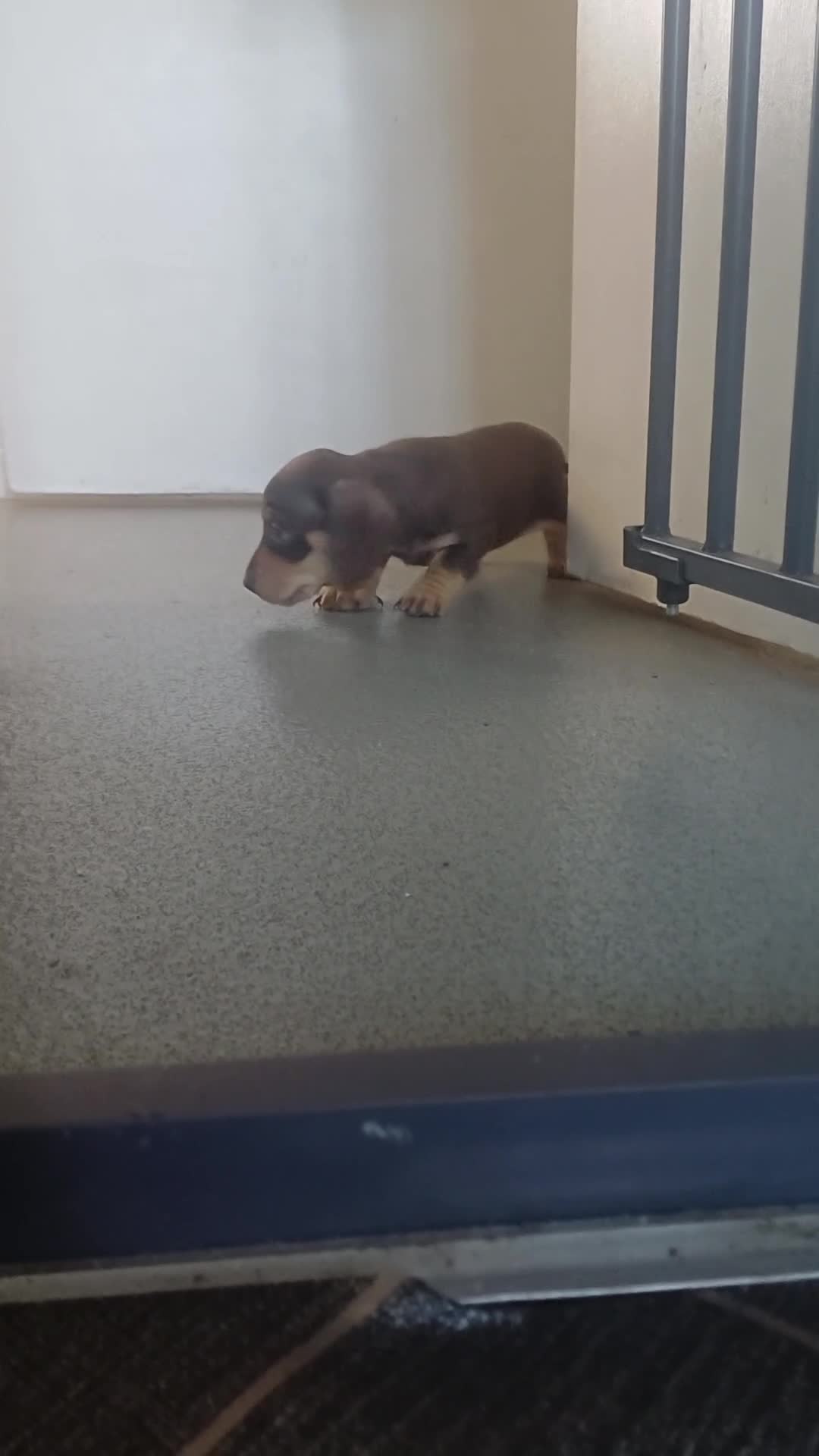 Miniature Dachshund dogs for sale: K.C Beautiful miniature daschunds - Video 1