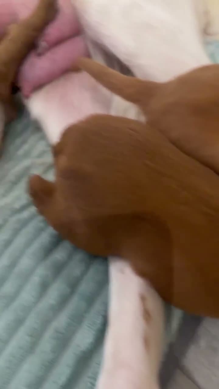 Irish Setter dogs for sale: Irish Red Setter Puppies  - Video 3