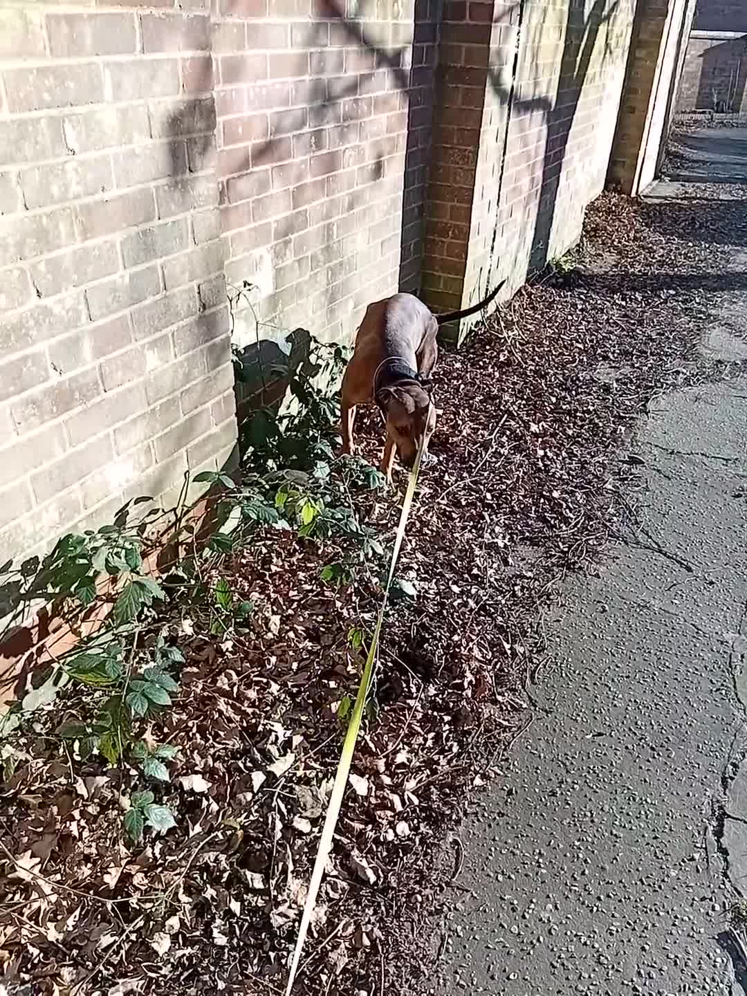 Mixed Breed dogs for sale: Staffie Cross, 4 Years Old – Loving, Trained,  in Brentwood - Video 1