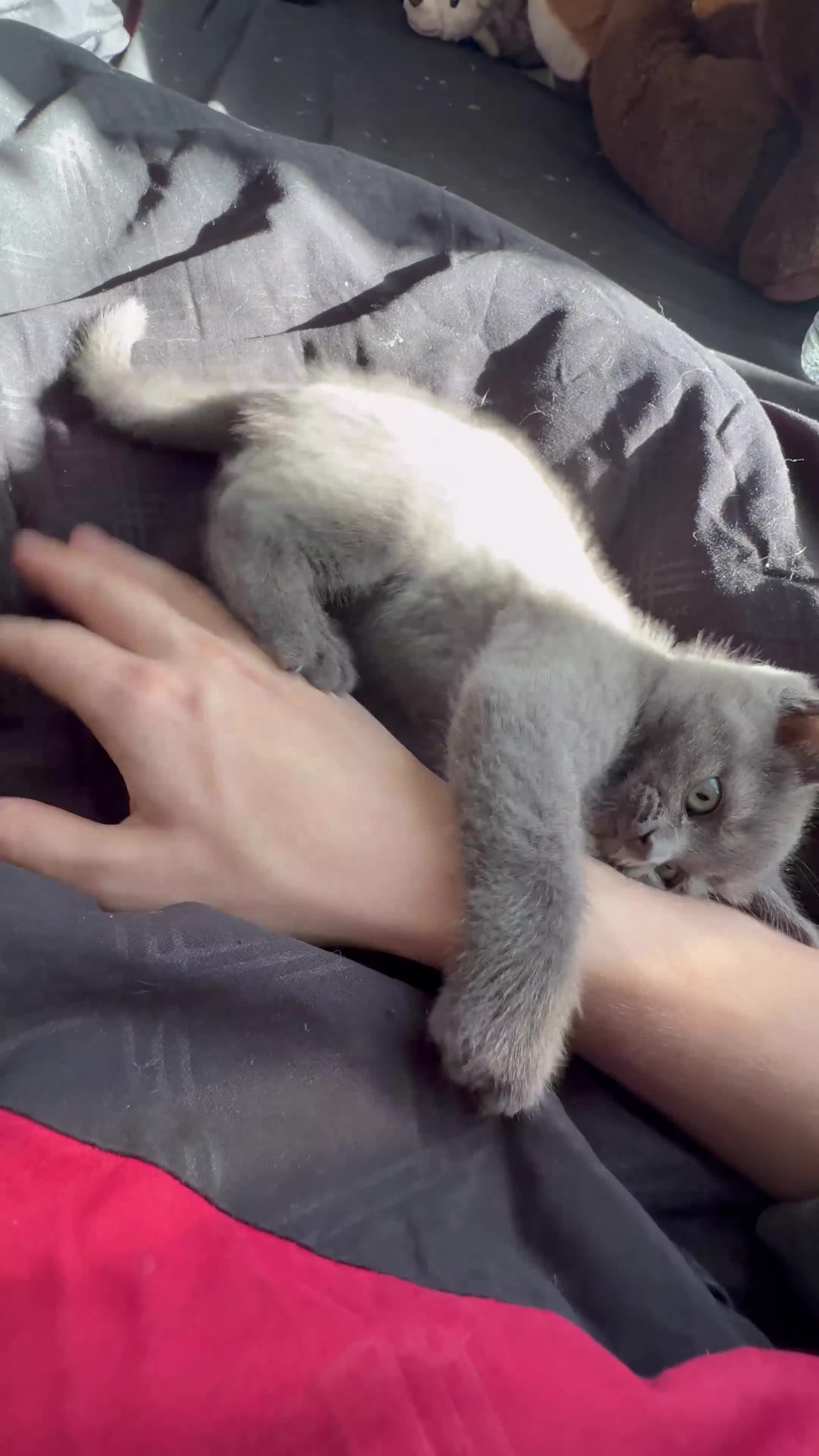 Mixed Breed cats for sale: ralph  - Video 1