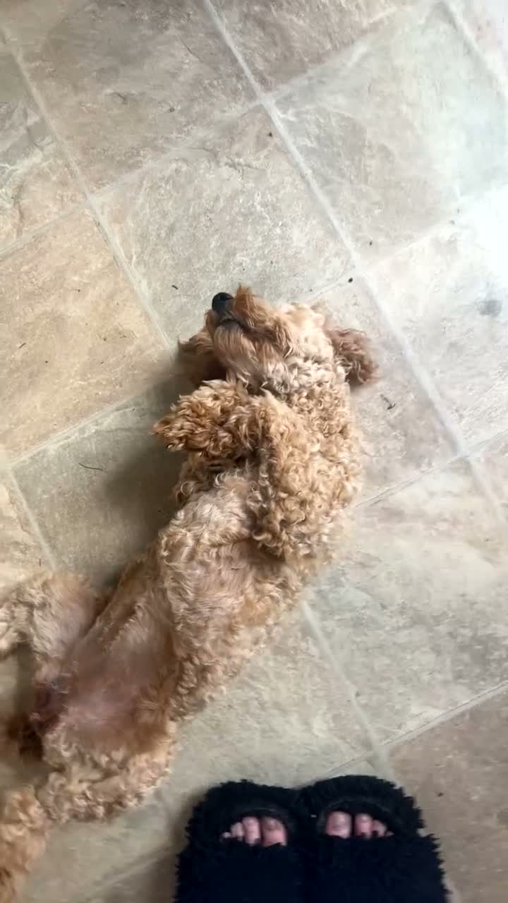 Miniature Poodle dogs for sale: 10 month old Golden Poodles in Hull - Video 3
