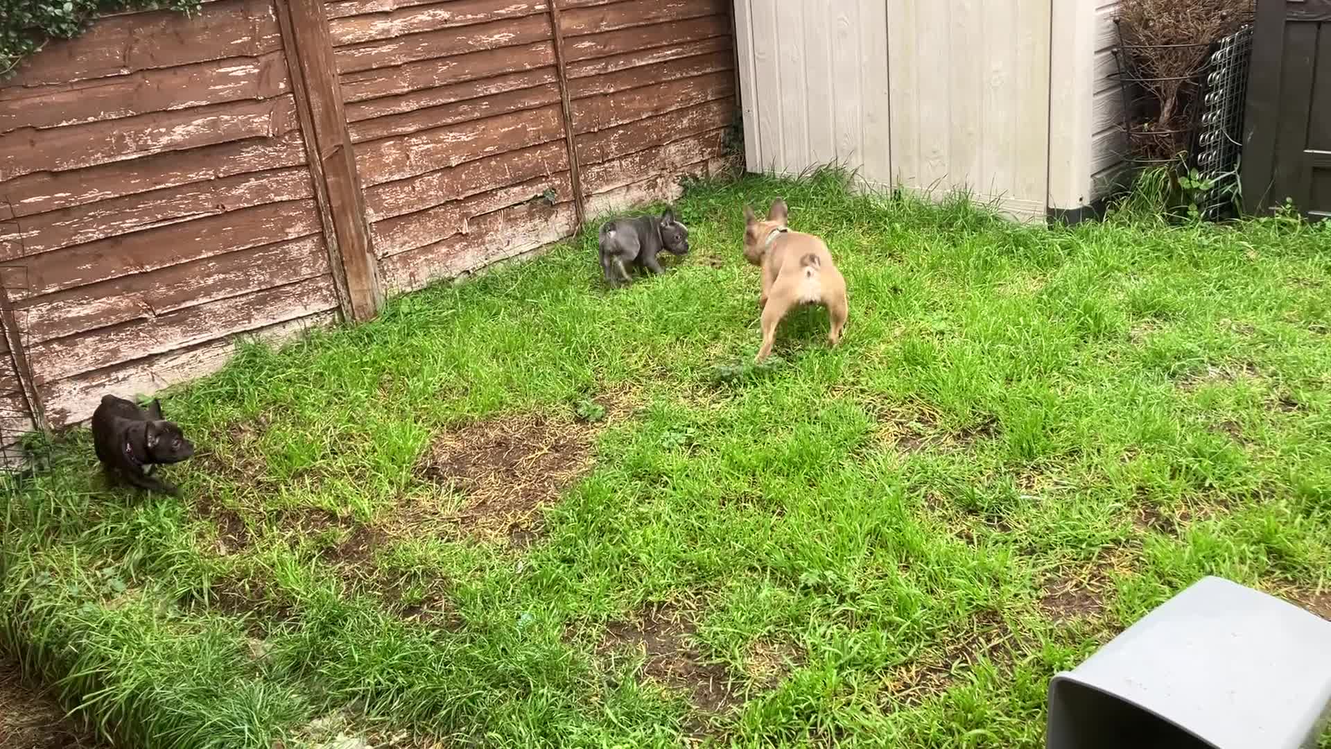 French Bulldog dogs for sale: KC French Bulldog Puppies - All sold - Video 3