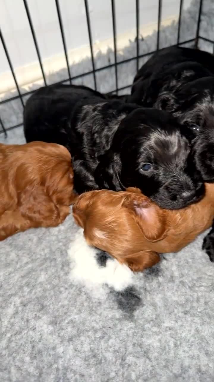 Cockapoo dogs for sale: Cockapoo puppies  - Video 1