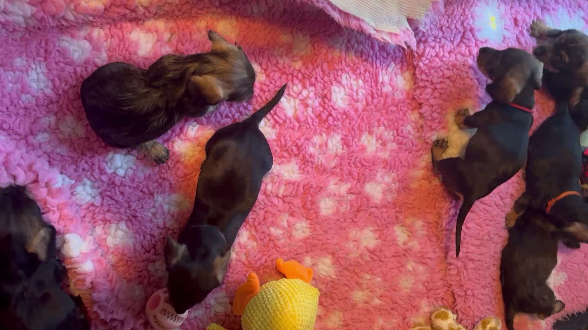 Dachshund dogs for sale: Standard wirehaired (Teckels)  - Video 1