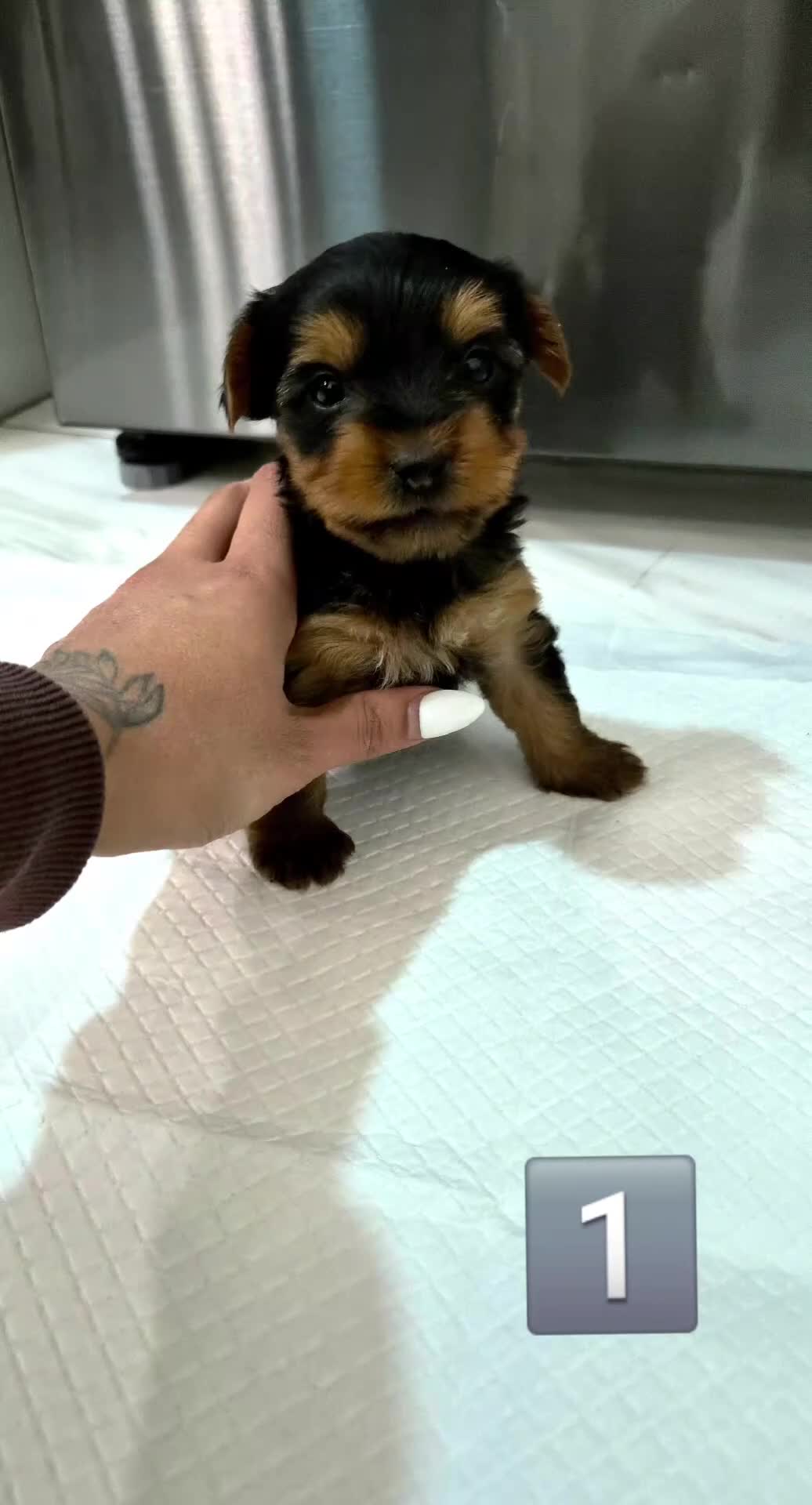 Yorkshire Terrier dogs for sale: 6 Girls yorkshire terrier girls - Video 2