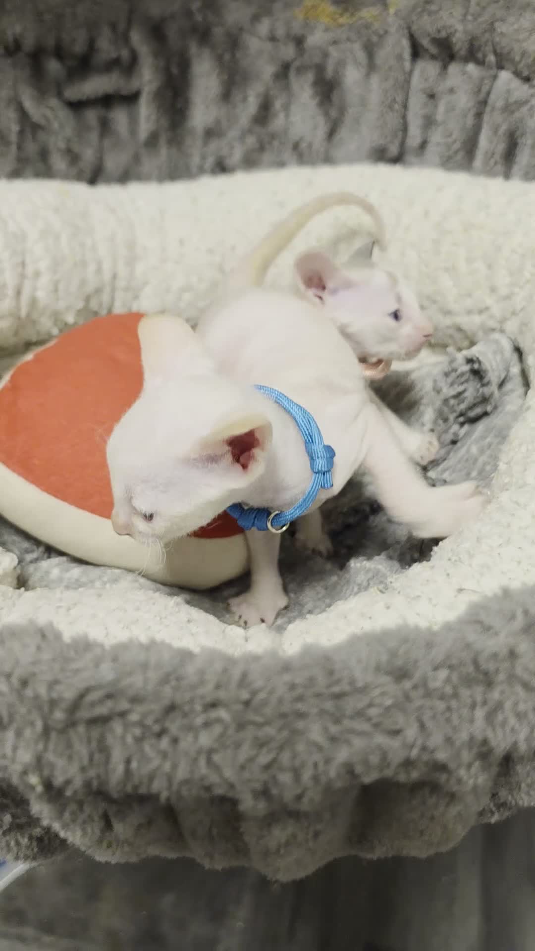 Cornish Rex cats for sale: Beautiful cornish rex kittens! - Video 1