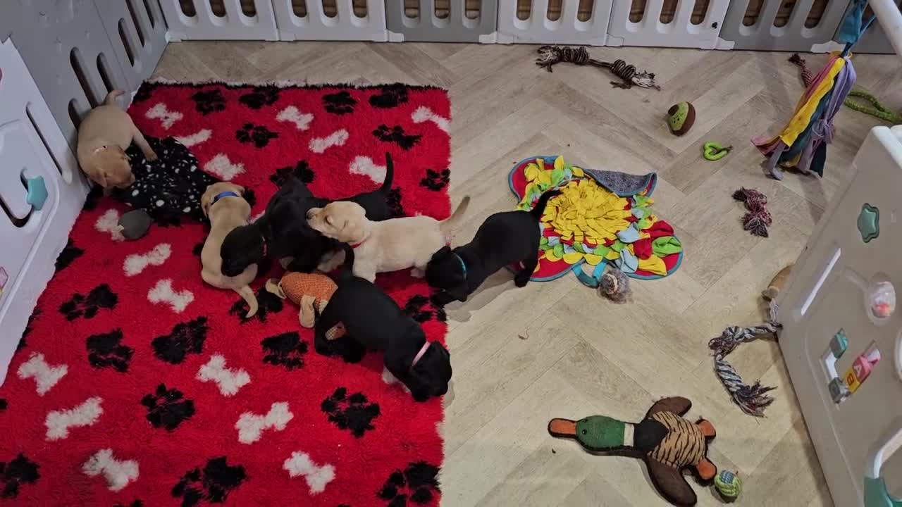 Labrador Retriever dogs for sale: 1 BLACK BOY AVAILABLE. HEALTH TESTED PARENTS - Video 4