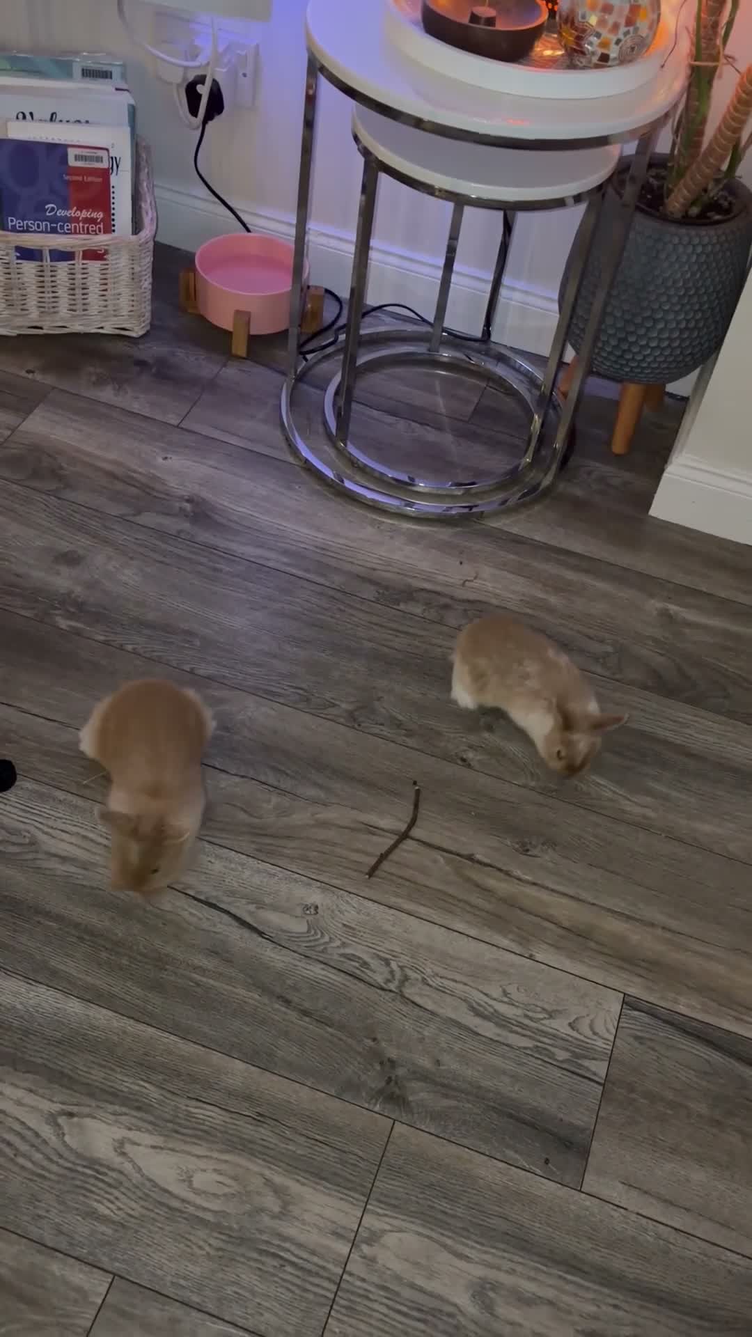 Lionhead rabbits for sale: Lion Head Cross bunnies  in Inverness - Video 1