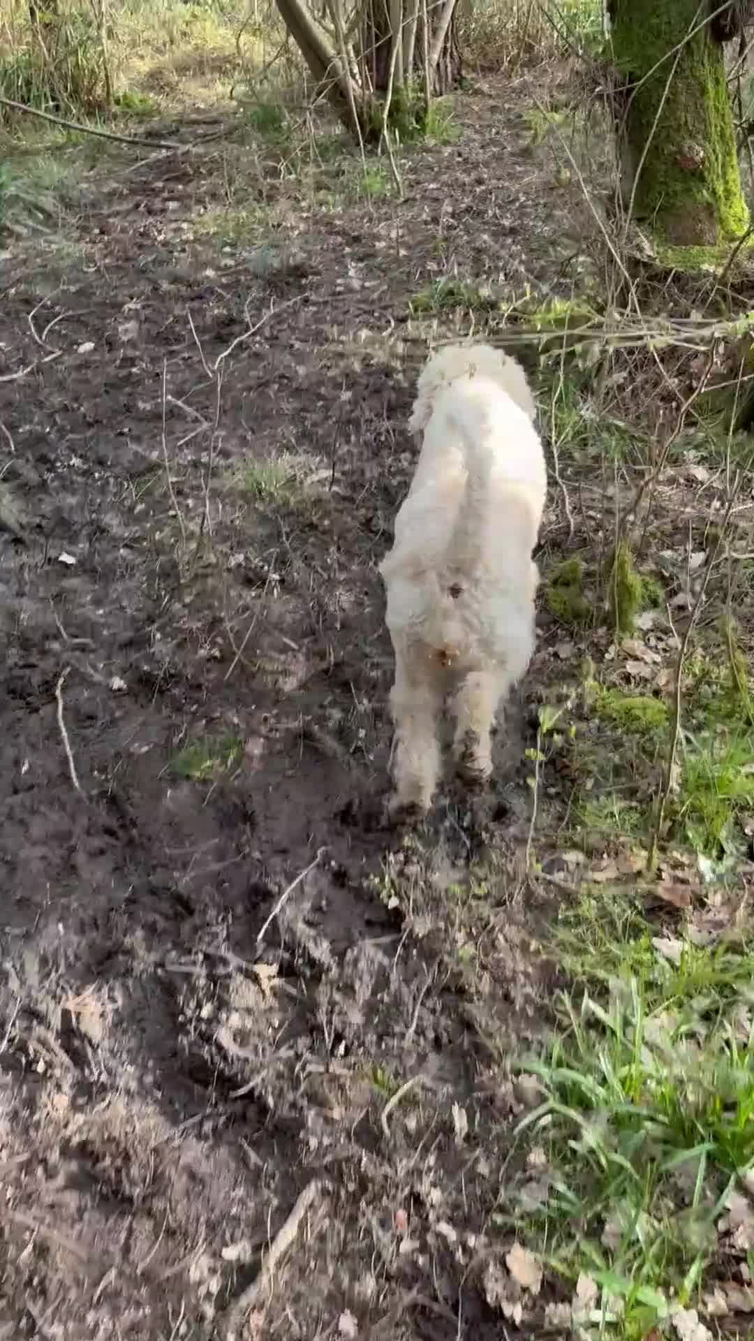 Standard Poodle dogs for sale: My Skye  - Video 3