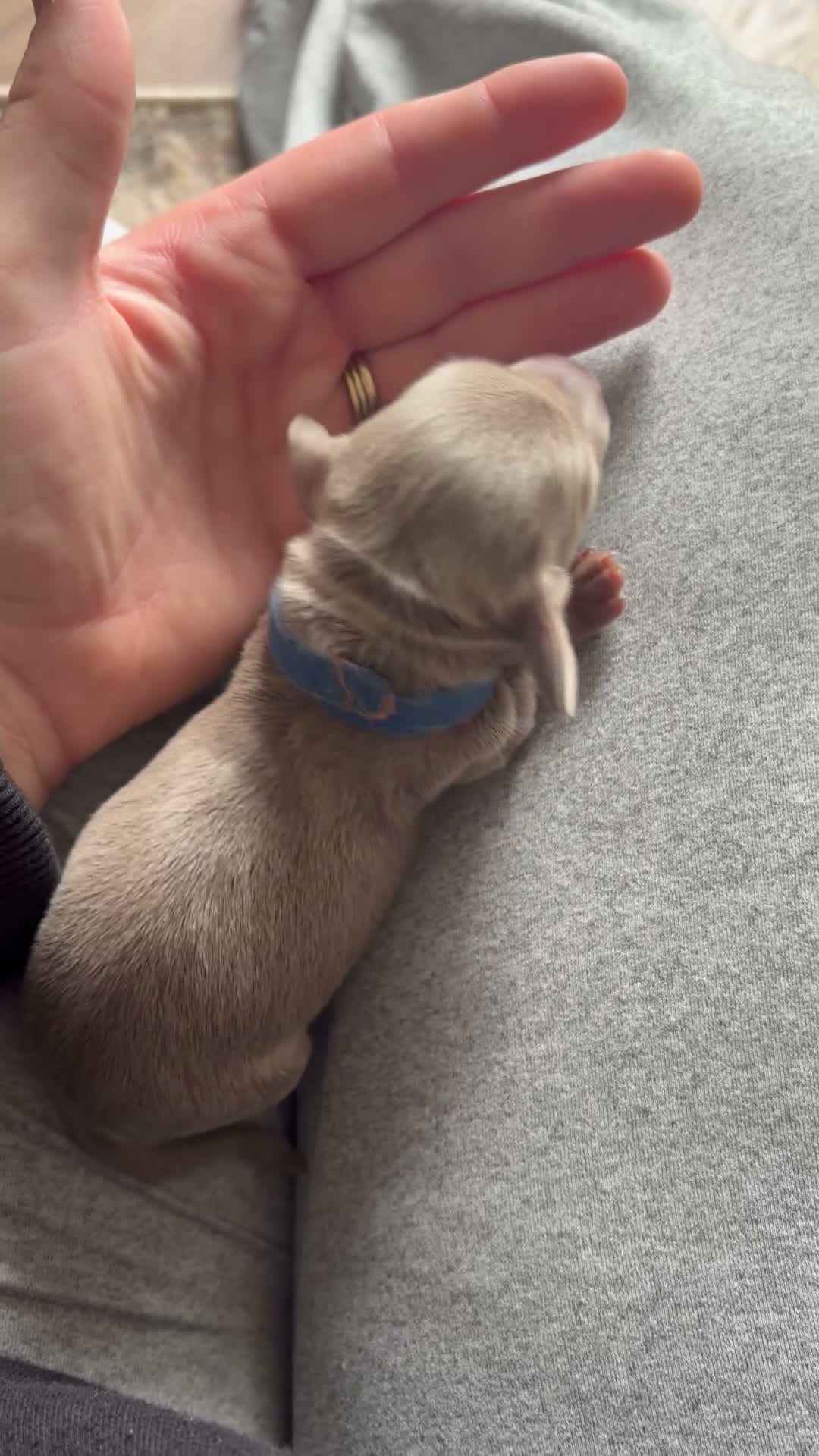 Dachshund dogs for sale: Mini dachshunds  - Video 4