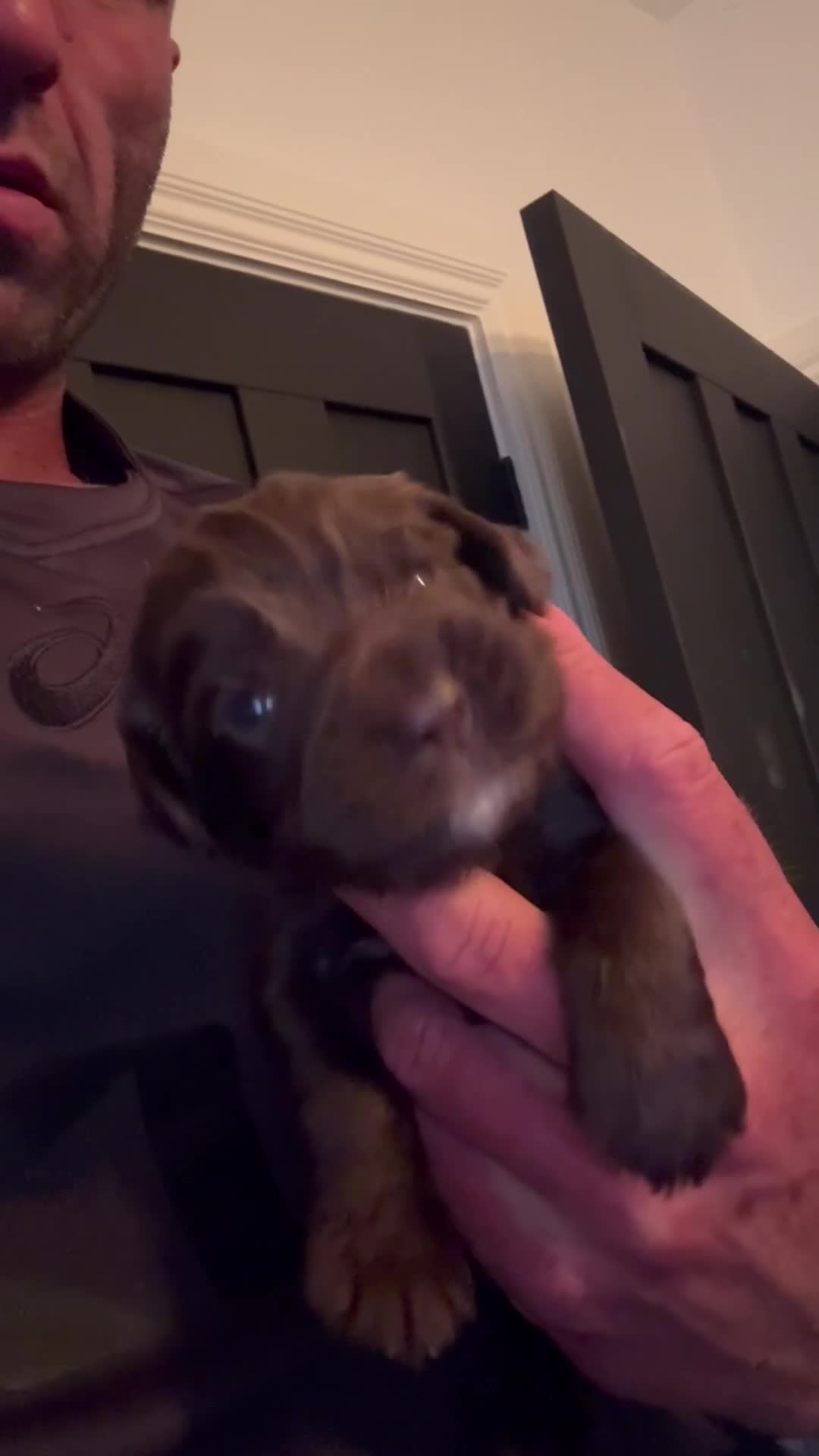Cocker Spaniel dogs for sale: Working cocker spaniel  - Video 2