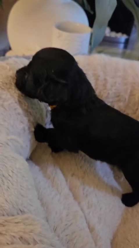 Mixed Breed dogs for sale: Golden Retriever X Cockapoo puppies - Video 2