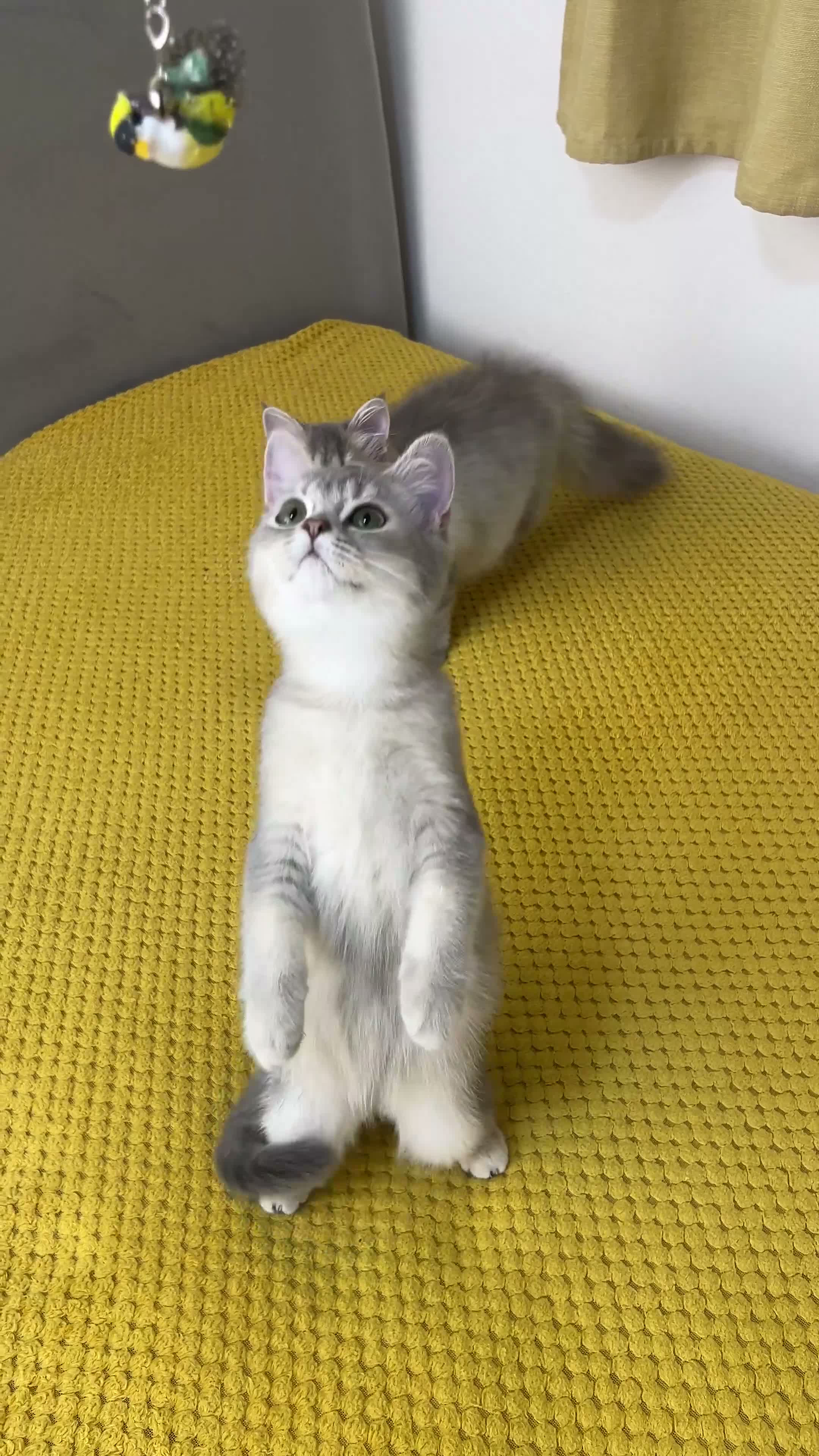 British Longhair cats for sale: TICA registered BLH & BSH Kittens - Video 3
