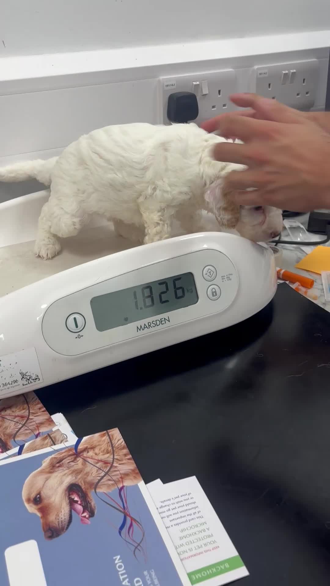 Cockapoo dogs for sale: 🌼4 COCKERPOO’s ready now in CHESHIRE🌼 - Video 4
