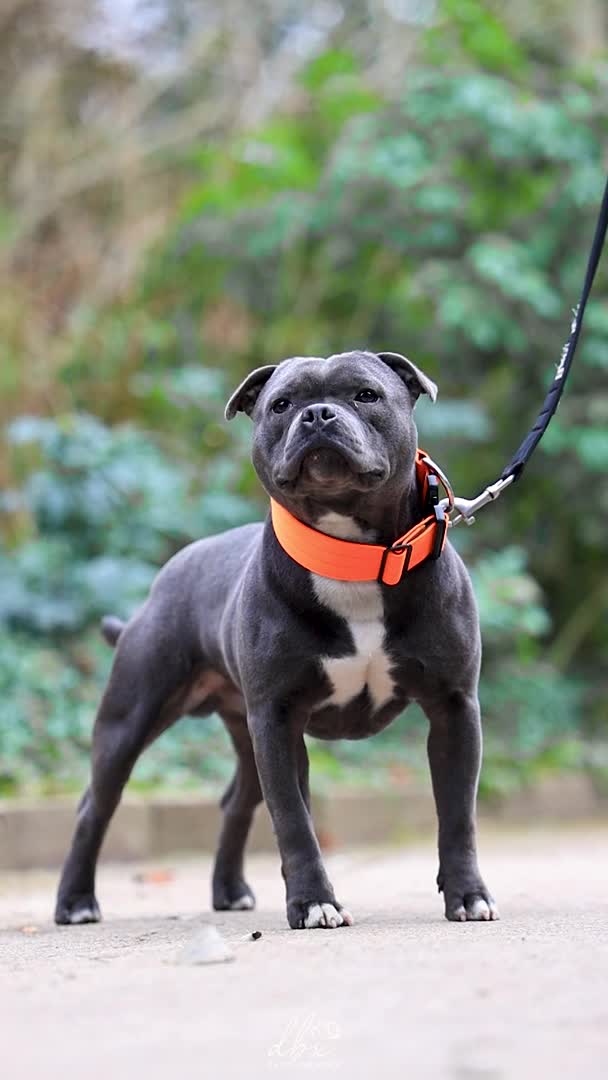 Staffordshire Bull Terrier dogs for stud: NARCOS! THE U.K’s FINEST STAFFY AVAILABLE NOW! in Nottingham - Video 3