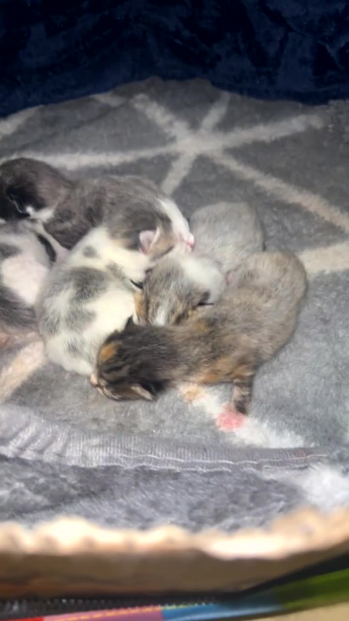 Mixed Breed cats for sale: Beautiful coloured kittens  - Video 2