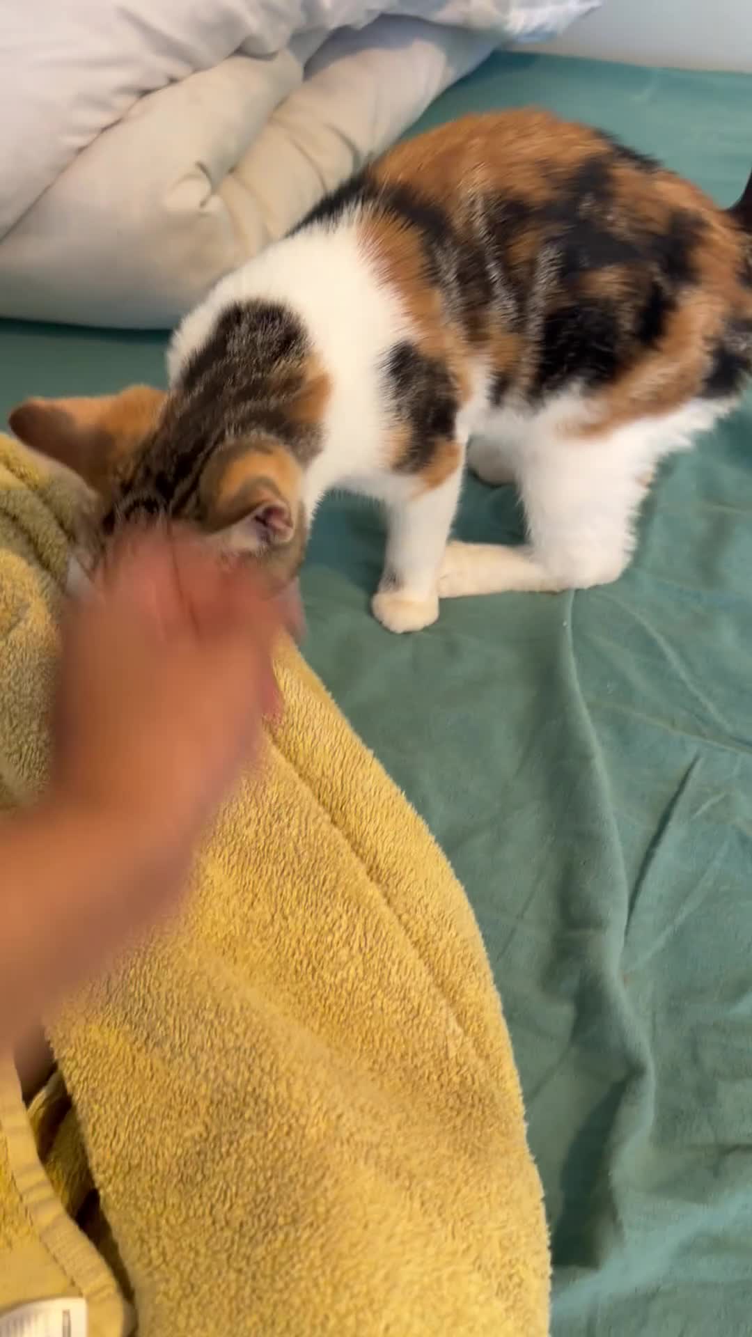 Mixed Breed cats for sale: Tilly - Video 1