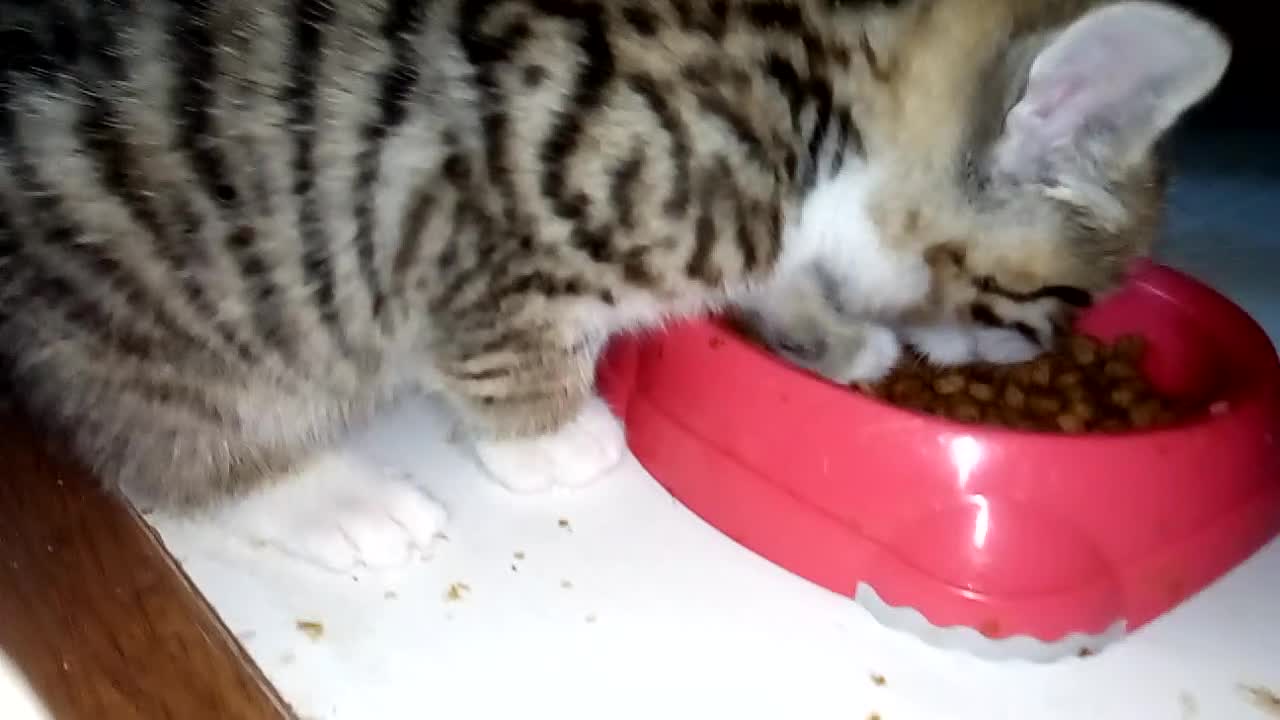 Mixed Breed cats for sale: Three 8 Weeks Old Female Kittens in Romford - Video 3