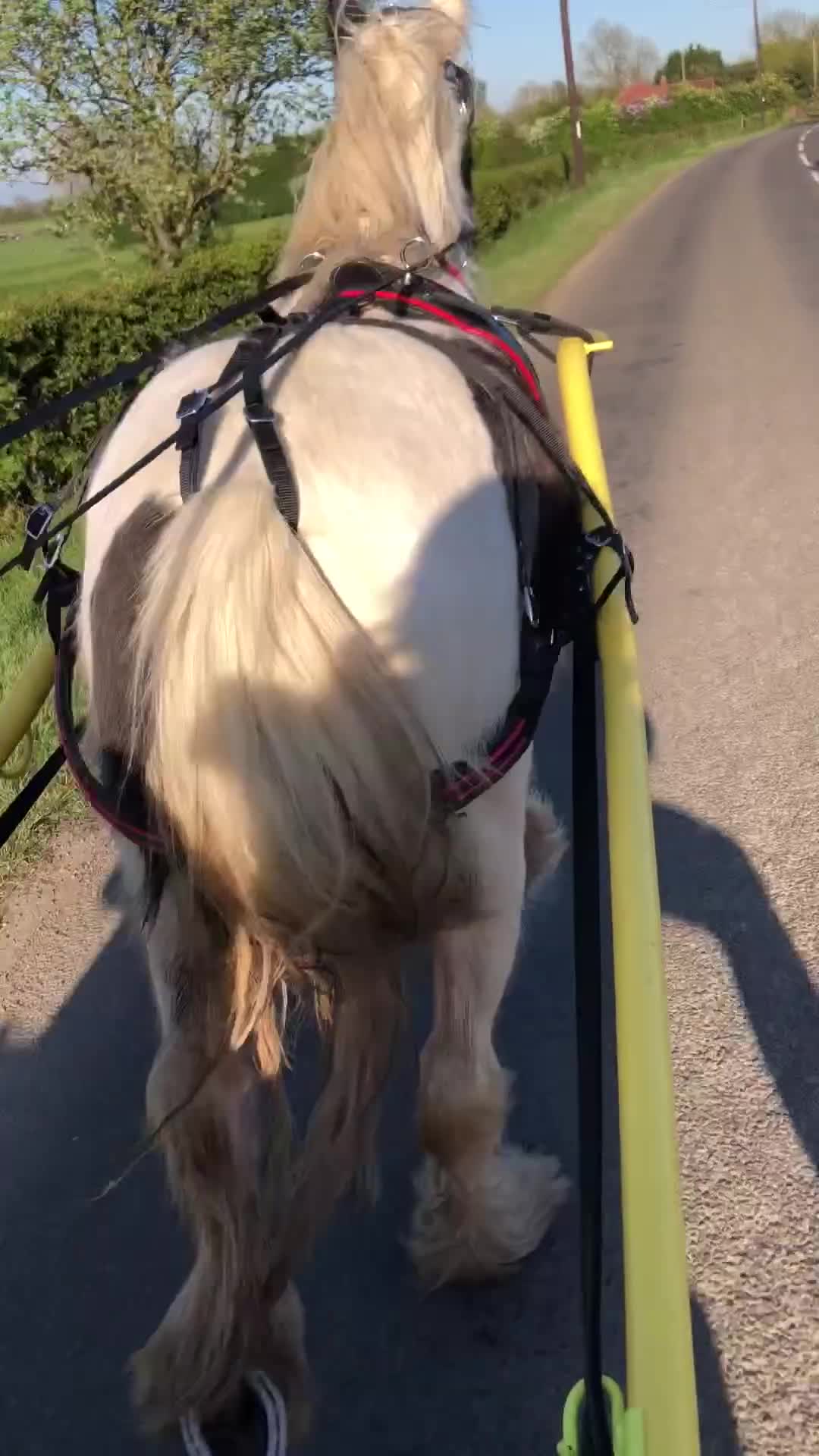 Other Breed horses for sale: Bella 13.3hh piebald filly 3 years old in Lincoln - Video 1