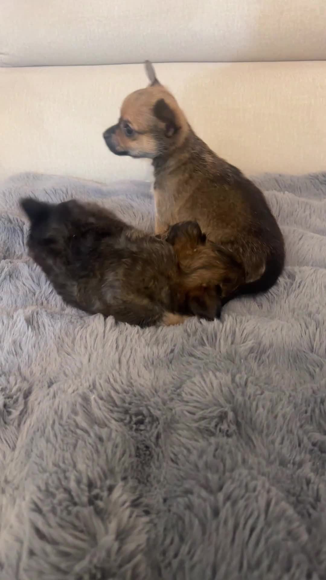 Chihuahua dogs for sale: Chihuahua Puppies - Video 2