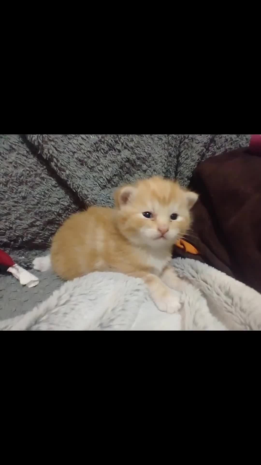 Mixed Breed cats for sale: 4 Beautiful Kittens TABBY*GINGER*CALICO*TUXEDO * - Video 1