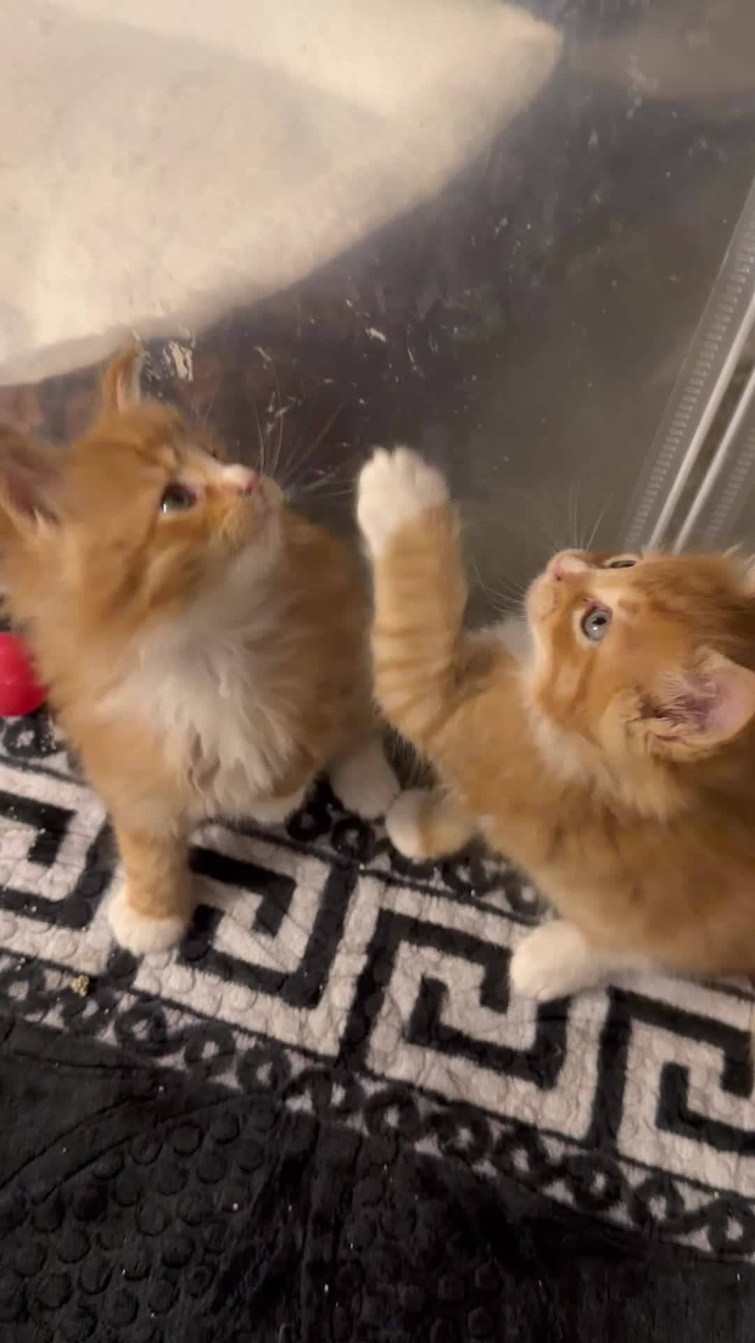 Maine Coon cats for sale: Rare red and white bicolor lMaincoon ready now  - Video 2