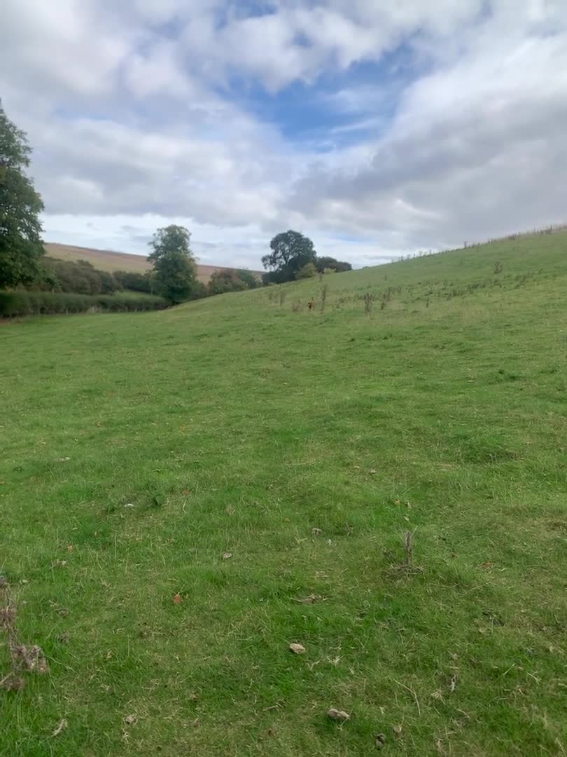 Labrador Retriever dogs for stud: KC reg, health tested Lab at Stud- Blazing bernard in Malton - Video 2