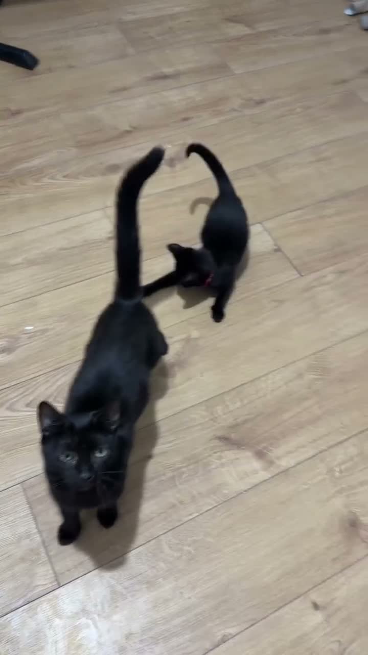 Mixed Breed cats for sale: 3 girls are looking for a home - Video 1