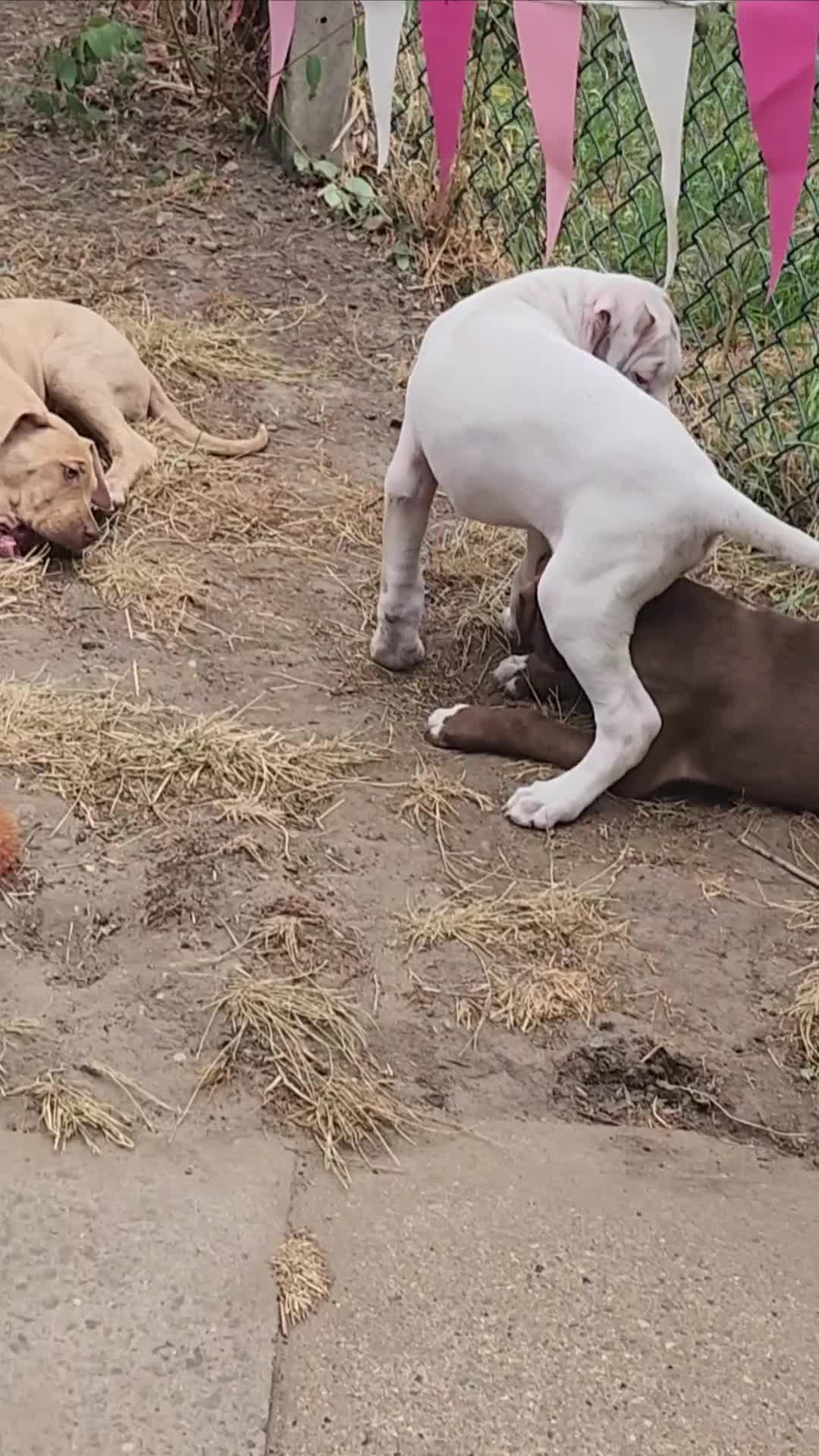 Mixed Breed dogs for sale: Beautiful Bully Mix pups ‼️Reduced‼️ in Dagenham - Video 2