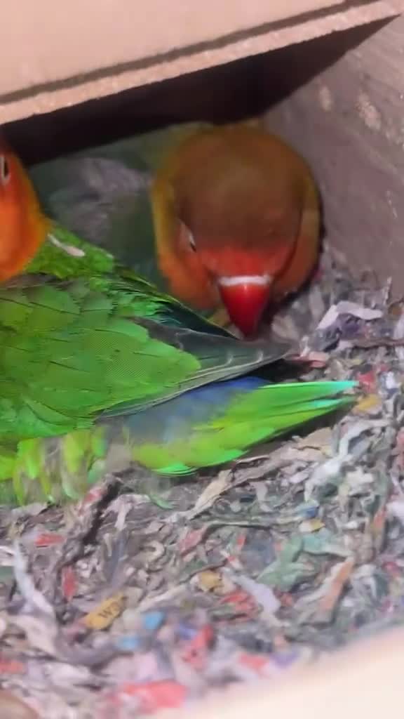 Cockatiels birds for sale: Semi tamed lovebird pair  - Video 1
