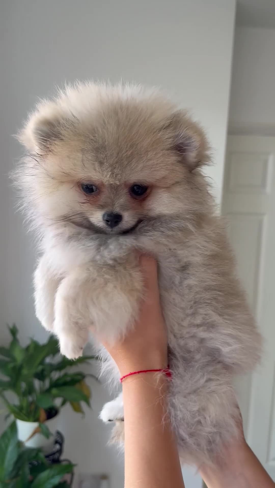 Pomeranian dogs for sale: ❤️Stunning Teddy  Bear Pomeranian girls ❤️ - Video 2