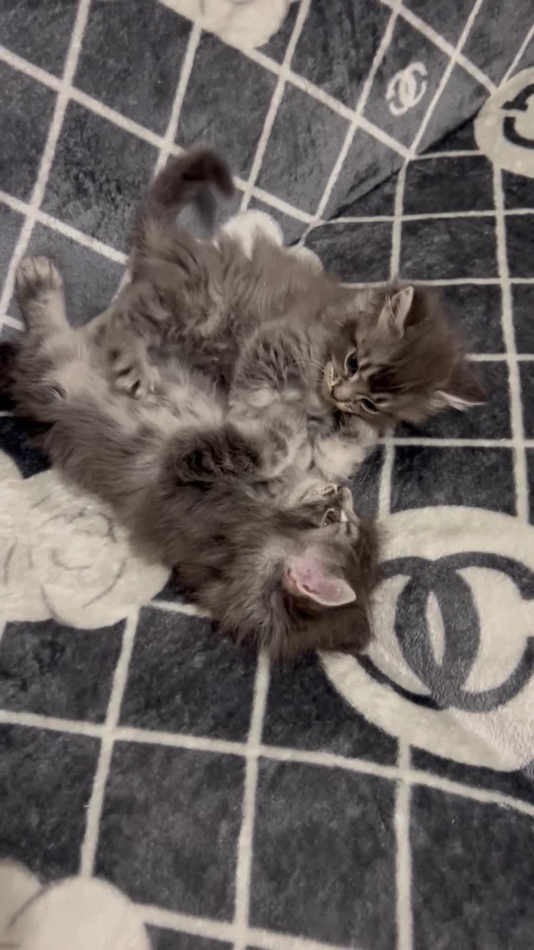 Maine Coon cats for sale: Maine Coon kitten in Manchester - Video 1