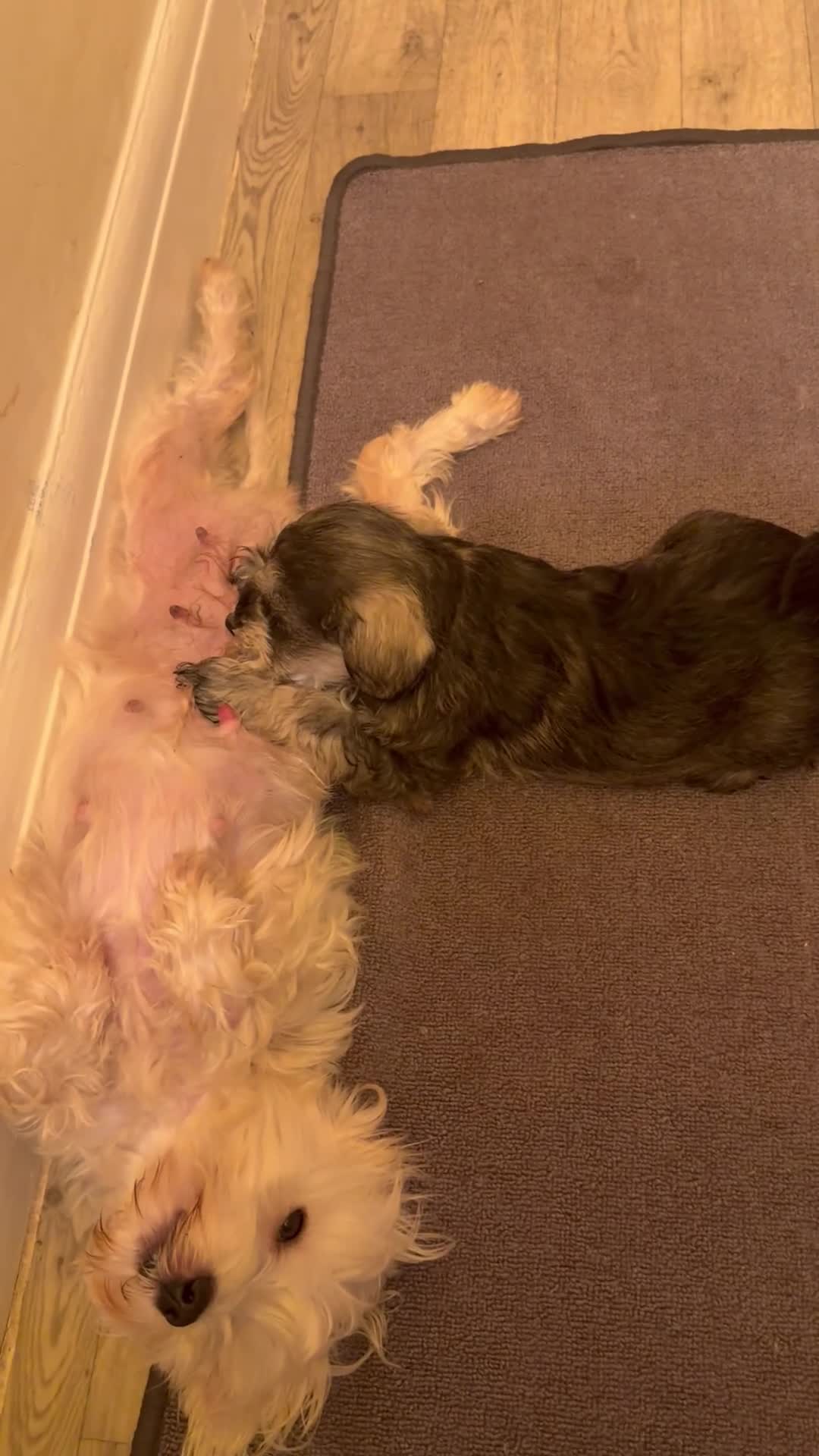 Miniature Schnauzer dogs for sale: One and only Jackie Miniature Shnauzer  - Video 2