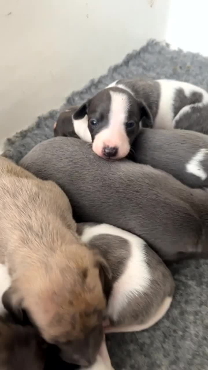 Whippet dogs for sale: Stunning litter of whippets  - Video 2